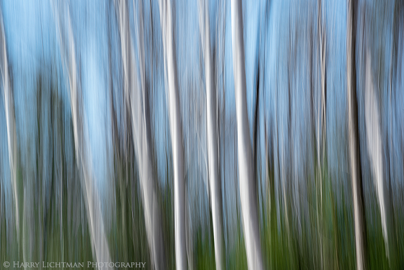 Spring Birch - Waterville Valley - New Hampshire Mountains - Streams - Lakes - & Rivers