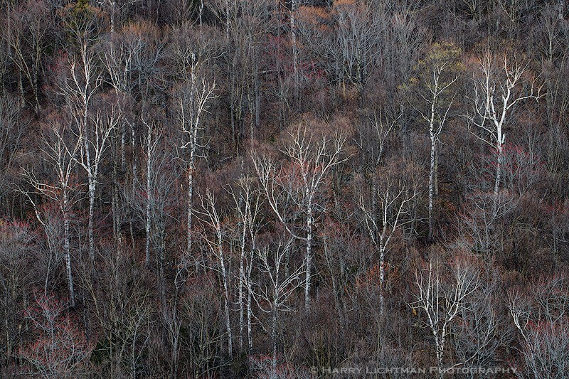 Birch Spring Stand - New Hampshire Mountains - Streams - Lakes - & Rivers