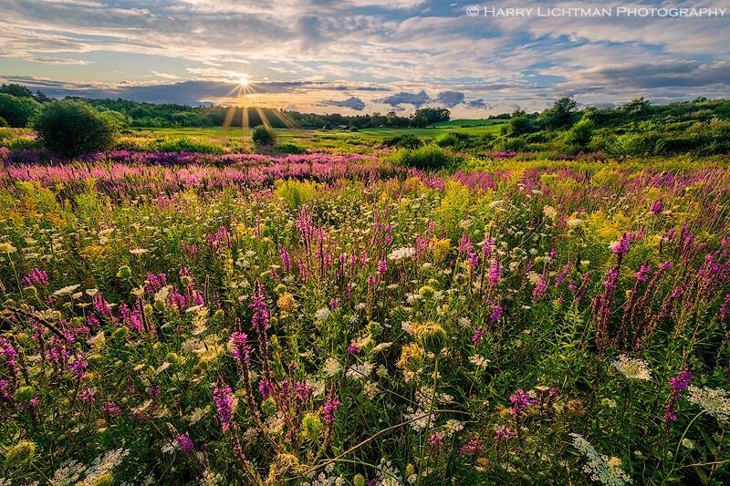 Secret Garden - New Hampshire Seacoast