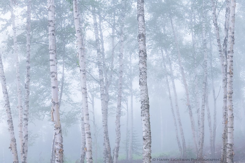 Ghost Forest - Maine Coast & Mountains