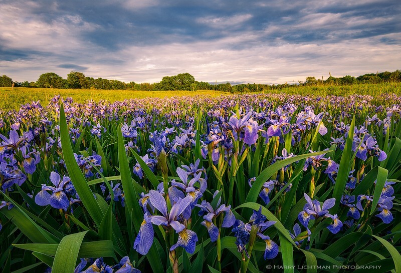 Banner Bloom - New Hampshire Seacoast