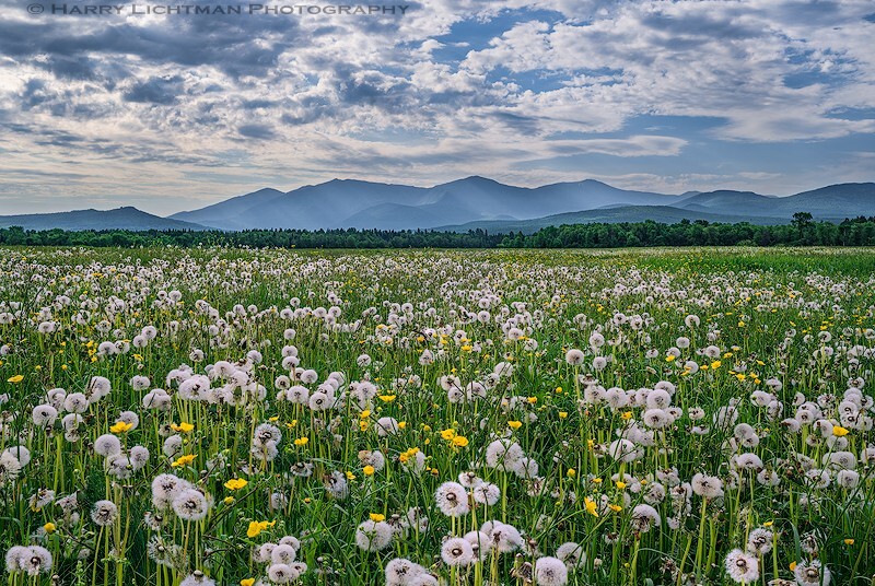 Dandelion Meadows - New Hampshire Mountains - Streams - Lakes - & Rivers