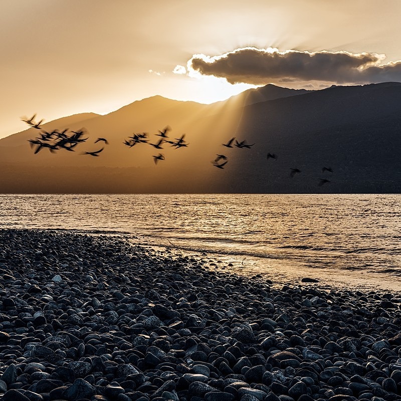 Taking Flight - New Zealand South Island