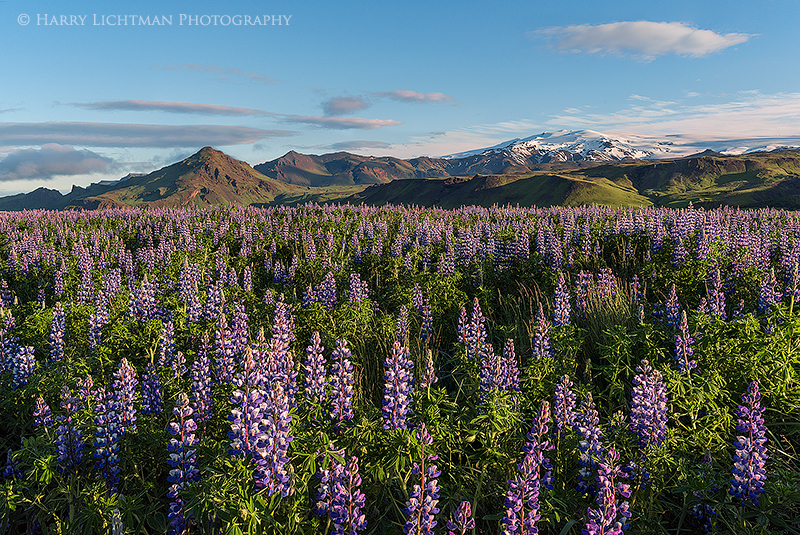 Skogar Lupine - Terrestrial Iceland