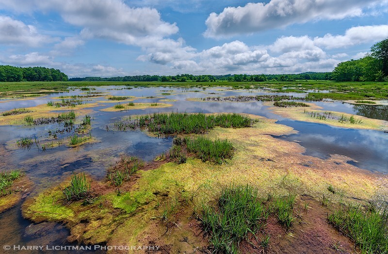 Algae Bloom Squamscott Marsh - New Hampshire Seacoast
