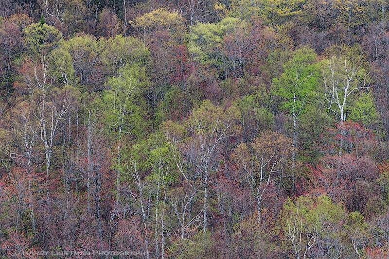 Spring Canopy Pinkham Notch - New Hampshire Mountains - Streams - Lakes - & Rivers