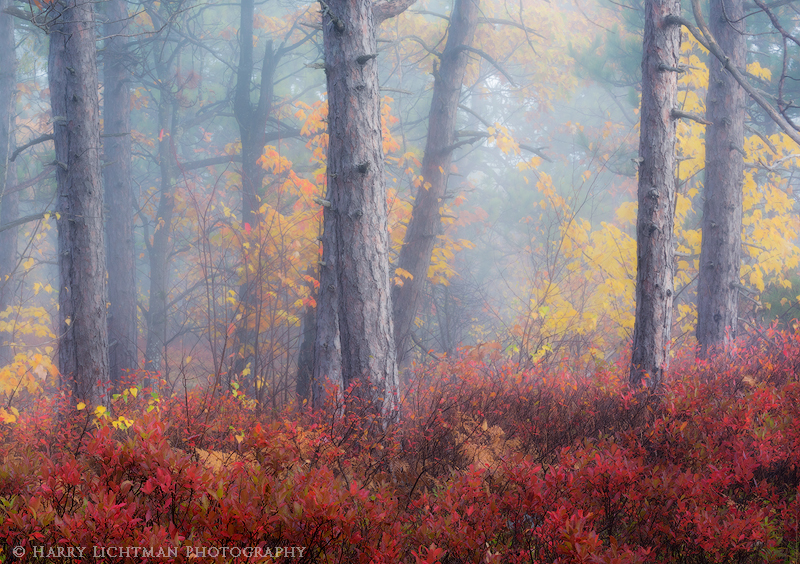 Pine Barrens - Mount Major