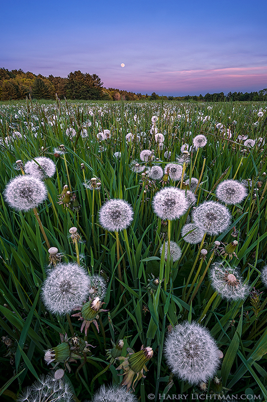 In the Weeds