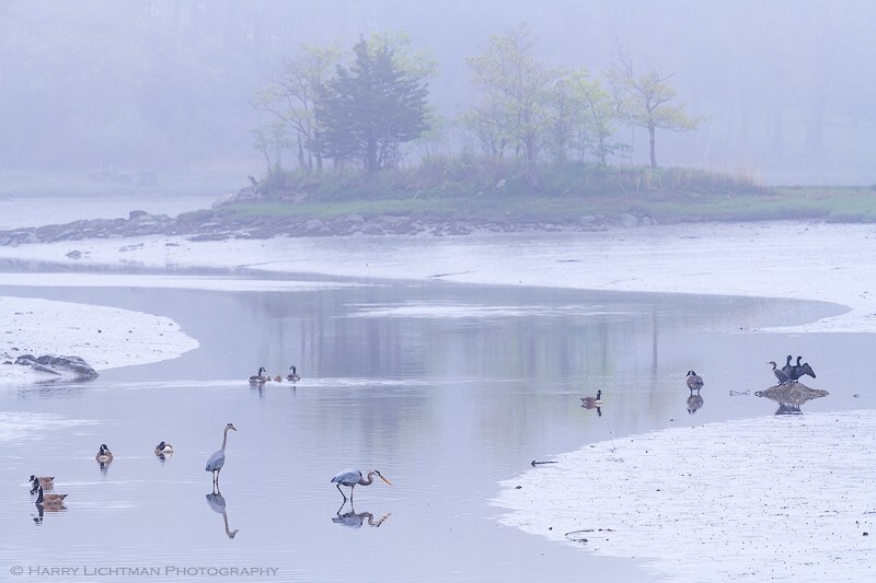 Watering Hole - New Hampshire Seacoast