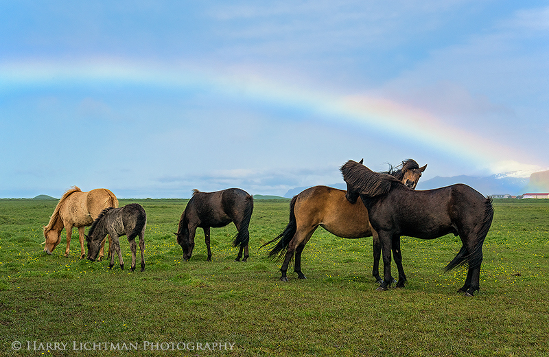 Rainbow Vision - Terrestrial Iceland