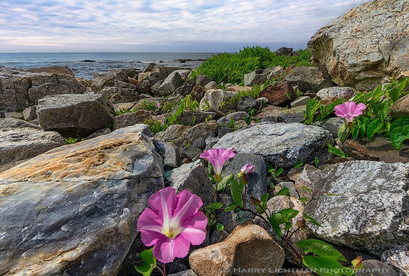 Hedge Binweed Ocean Bloom - New Hampshire Seacoast
