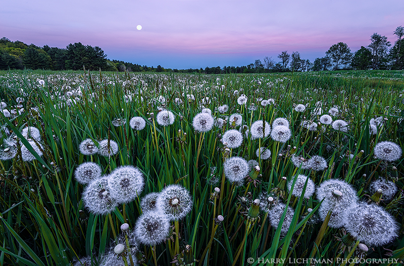 In the Weeds, Again