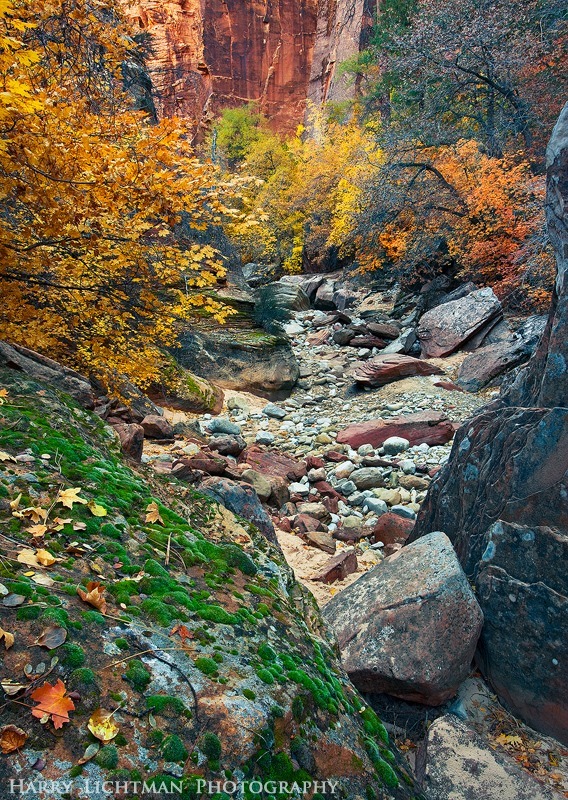Awash in Autumn - Zion National Park