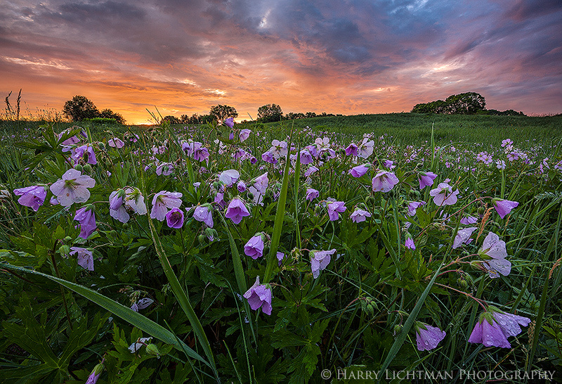 Wagon Hill Color Eruption - New Hampshire Seacoast