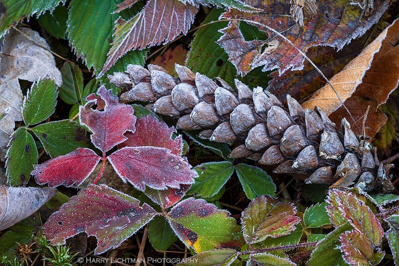 Cones and Frost - New Hampshire Mountains - Streams - Lakes - & Rivers
