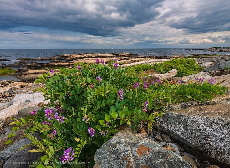 Ocean Blooms - New Hampshire Seacoast