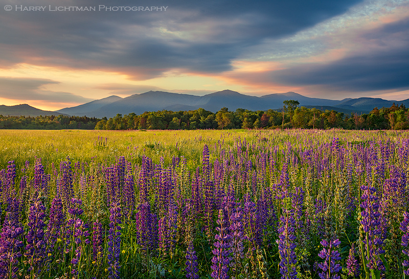 Lupine Carpet - New Hampshire Mountains - Streams - Lakes - & Rivers