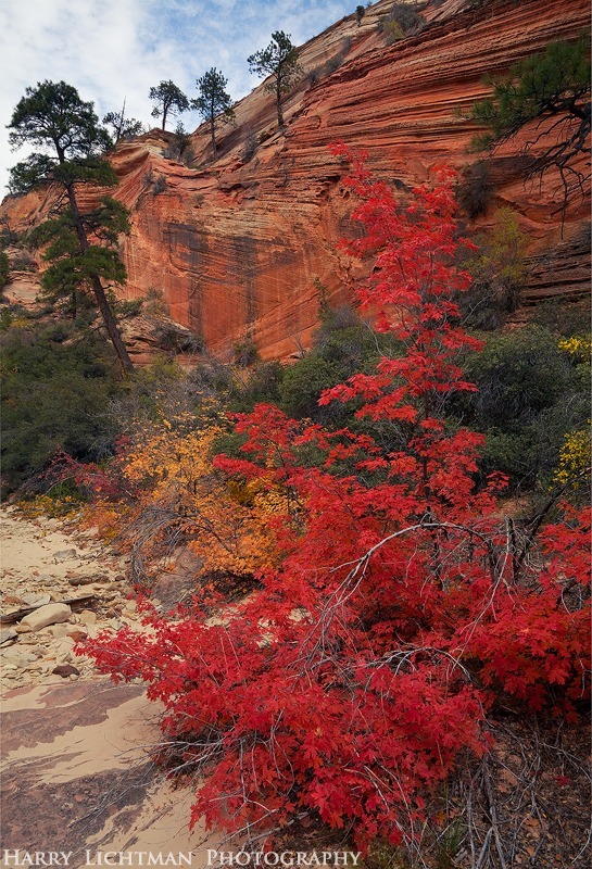 Maple Madness - Zion National Park