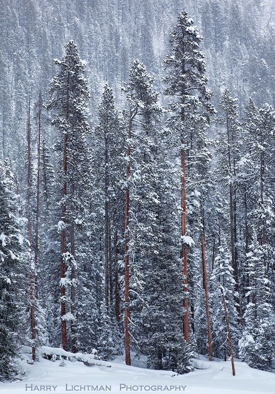 Winter Tempest - West Yellowstone - Winter