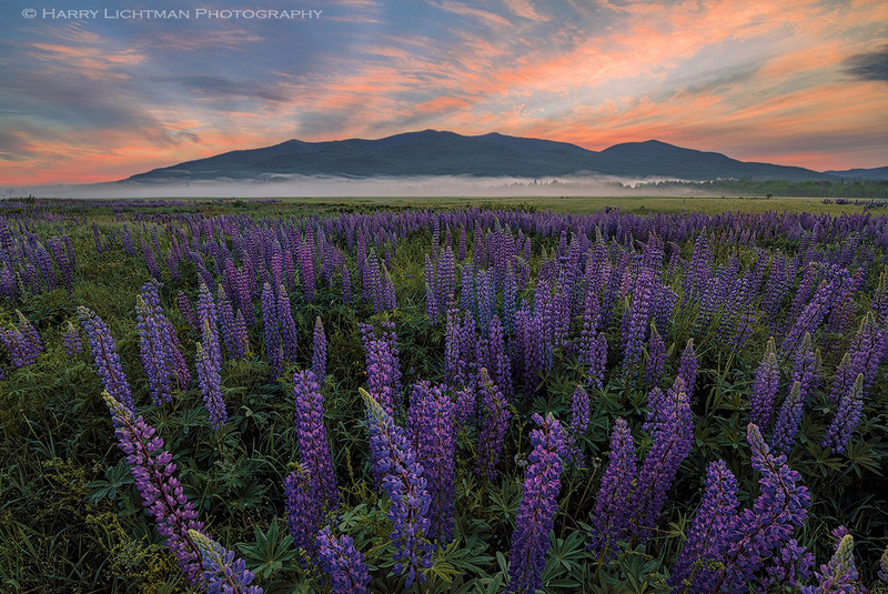 Lupine Dreams - New Hampshire Mountains - Streams - Lakes - & Rivers