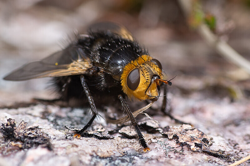  - Other insects