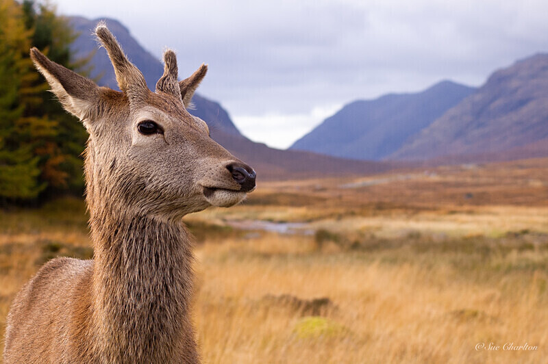Young Stag - Mammals