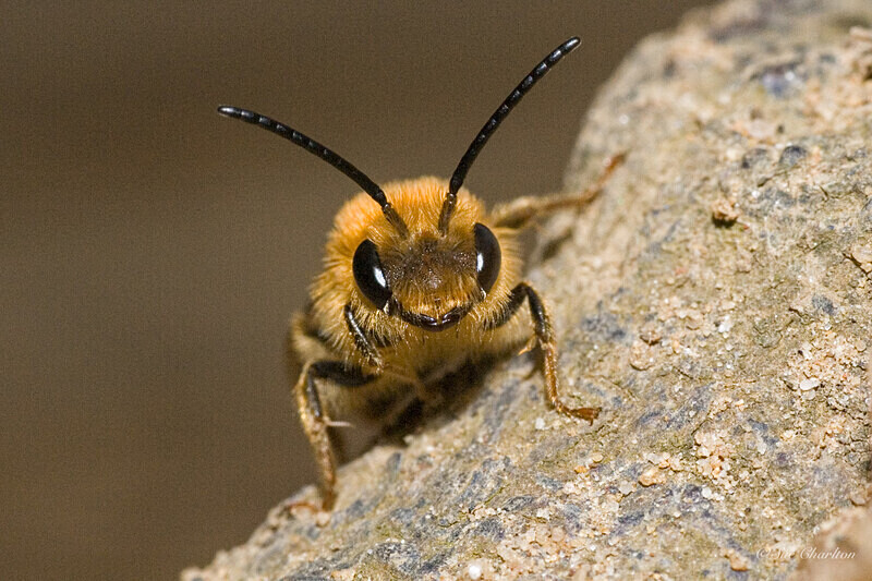 - Other insects
