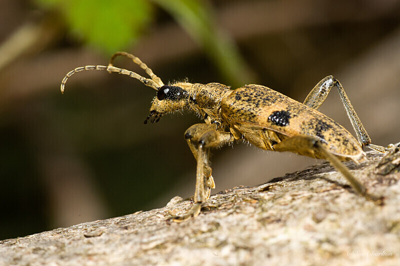 On the Move (Rhagium mordax) - Beetles