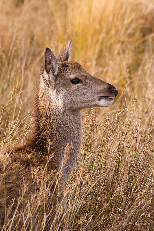 Red Deer Calf in Rushes - Mammals