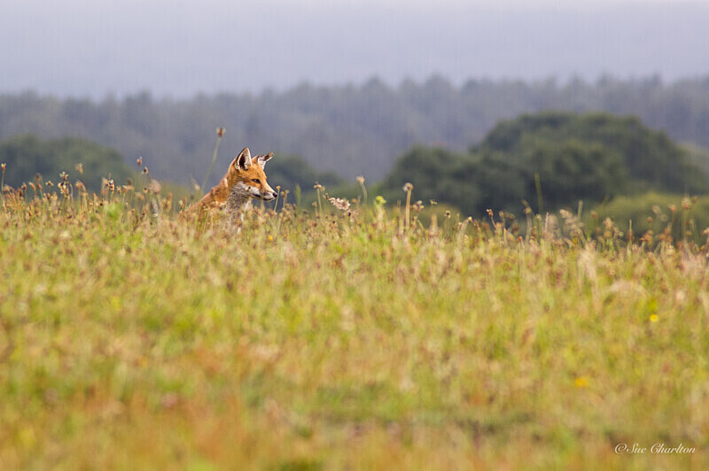 Fox in Meadow 6 - Mammals