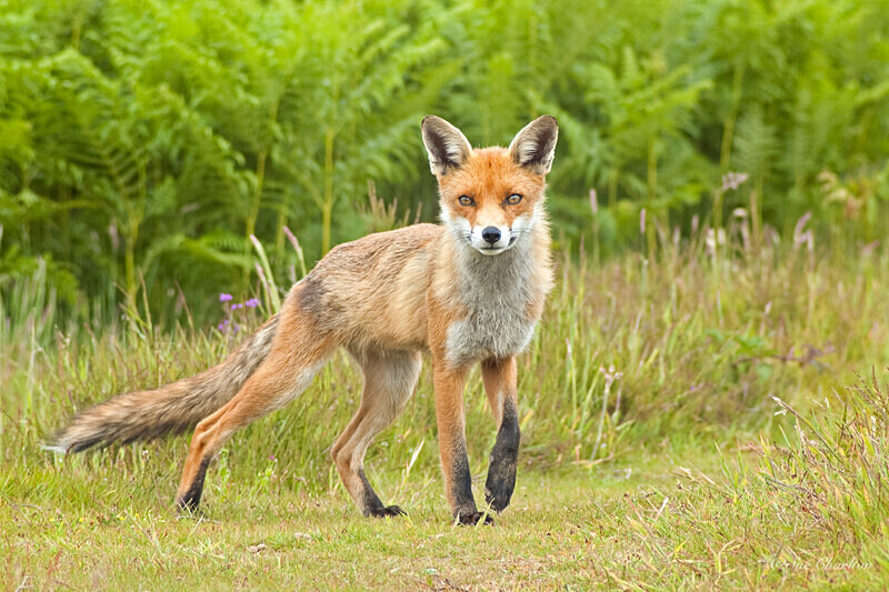 Fox in Meadow 1 - Mammals