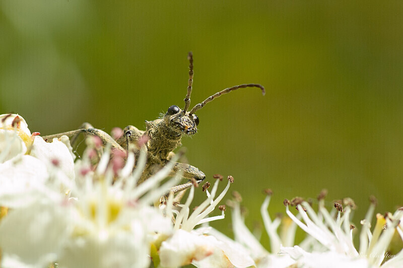 Peek-a-Boo - Beetles
