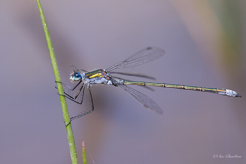 Emerald Damselfy on Iris Leaf 2 - Dragonflies
