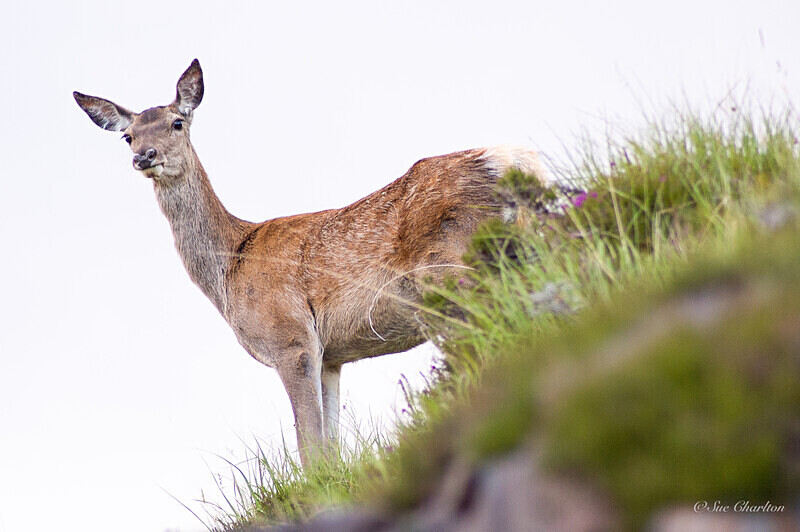 Red Deer Hind on Hill - Mammals