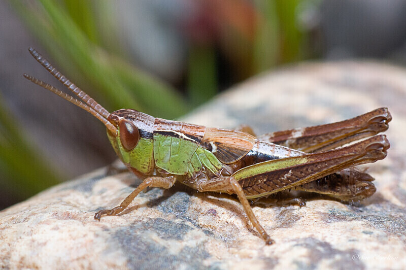  - Other insects