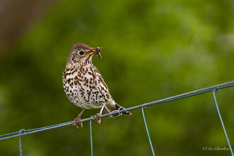  - Birds