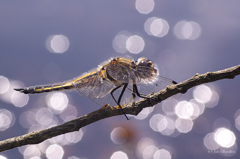 Four Spot by the Pond 1 - Dragonflies