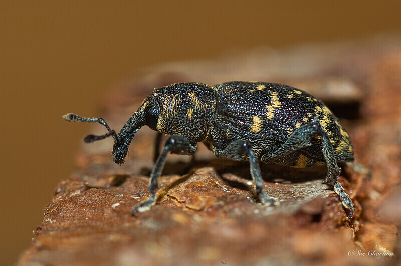 Pine Weevil Portrait - Beetles