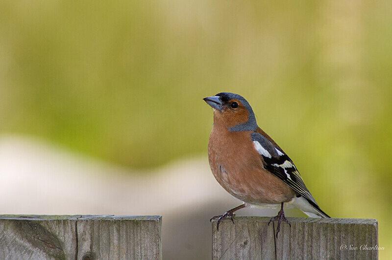  - Birds