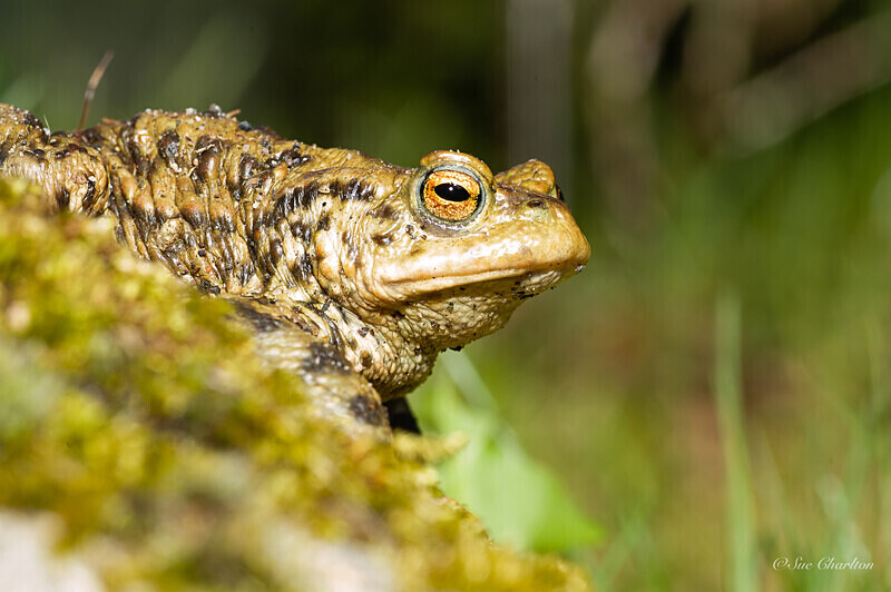  - Amphibians
