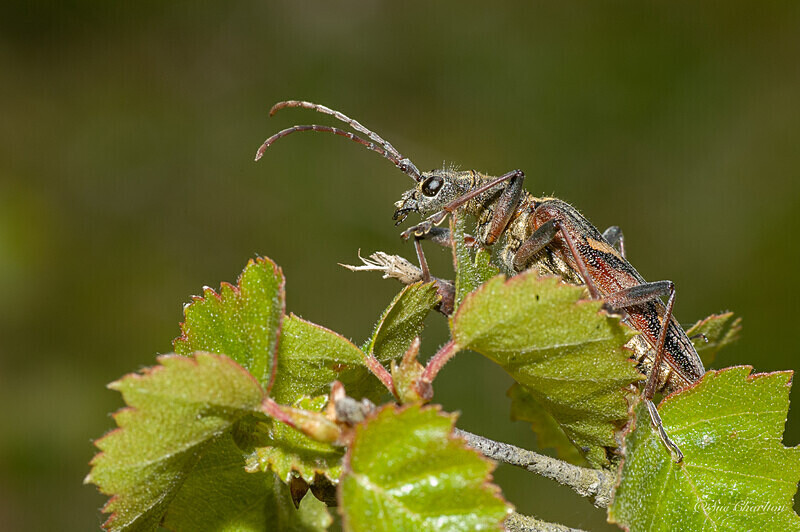  - Beetles