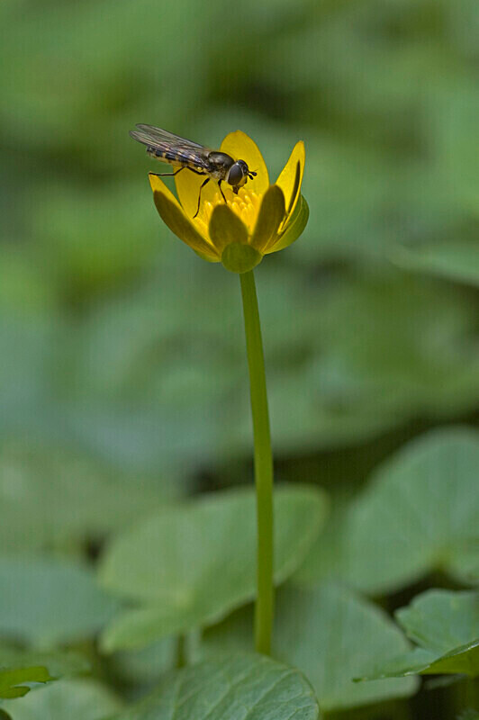  - Other insects