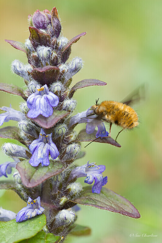  - Other insects