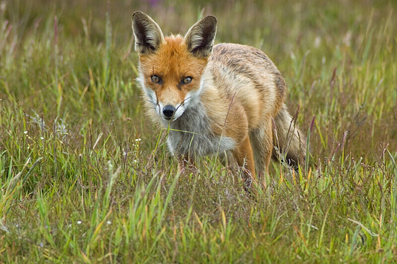 Fox in Meadow 3 - Mammals