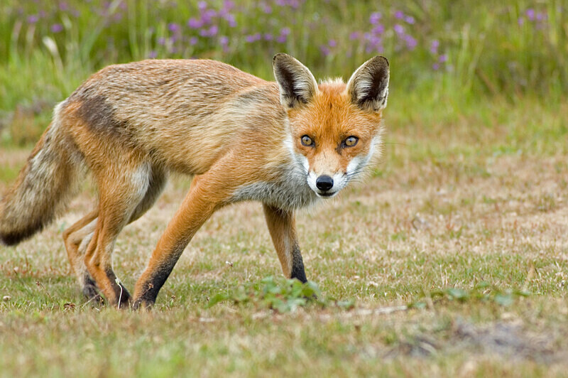 Fox in Meadow 2 - Mammals