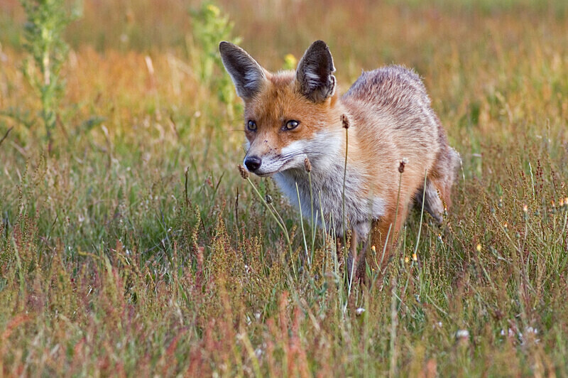 Fox in Meadow 4 - Mammals