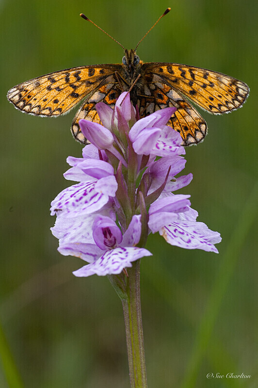  - Butterflies