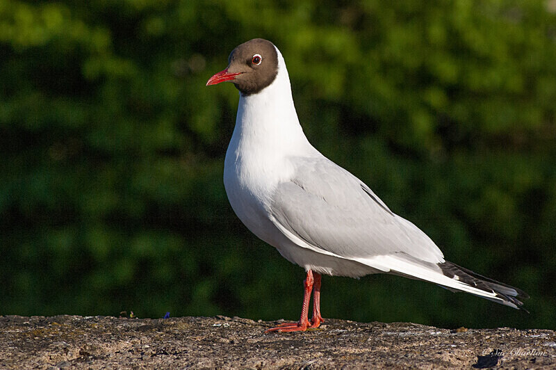  - Birds