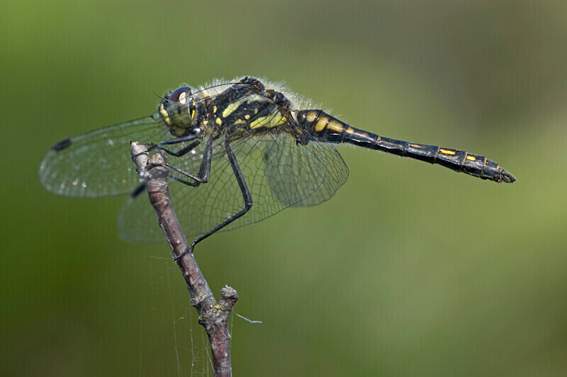 Black Darter 1 - Dragonflies