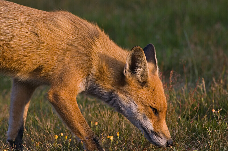 Fox in Meadow 5 - Mammals